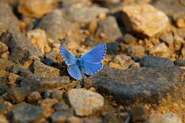 Fototapeta na wymiar butterfly on the rocks