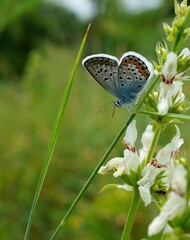 butterfly on a leaf