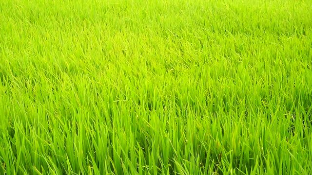 Paddy field moving like a wave at alor setar, Kedah, Malaysia