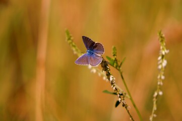 Fototapeta premium butterfly on a flower