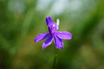 blue flowers in the garden