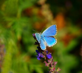butterfly on a flower