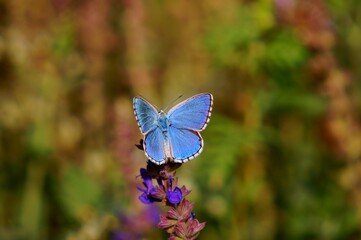 butterfly on a flower