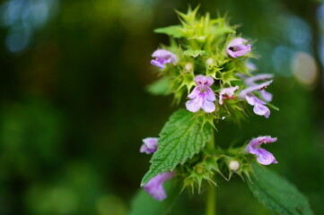 flowers in the forest