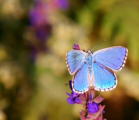 butterfly on a flower