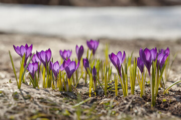 Purple crocuses on a meadow at spring sunny day