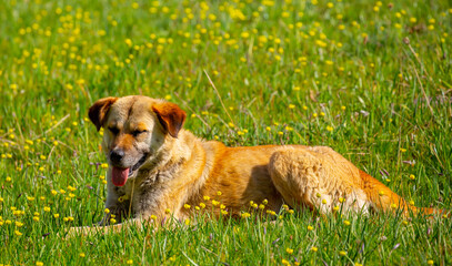 The dog lies in the grass on the nature. Walk with the animals in the park. Animal protection concept with copy space for text.