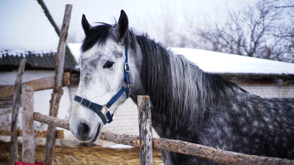 horse in winter