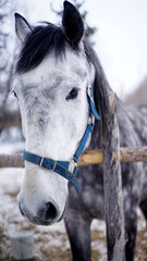 horse in winter