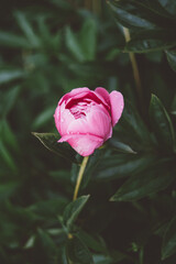 Close-up of pink peonys flowers with raindrops. Valentine's day or Mother's day background.
Flat lay composition for entrepreneurs, bloggers, magazines, websites, social media.
