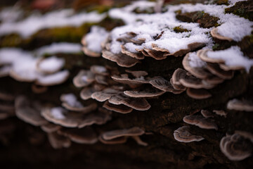 Turkey tail mushroom on a tree trunk. Trametes versicolor medicinal healthcare plant covered with snow