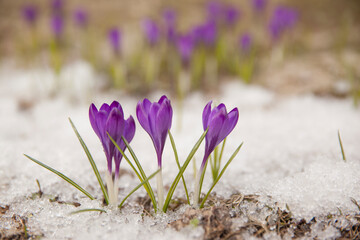 Fototapeta na wymiar Spring crocus in the snow, lit by the sun