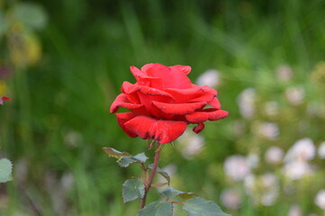 Russia, Veliky Novgorod, Varlaamo-Khutyn Monastery, red rose, red rose in the garden