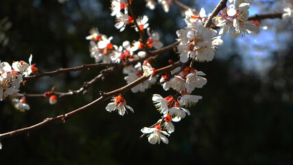 christmas tree with red berries