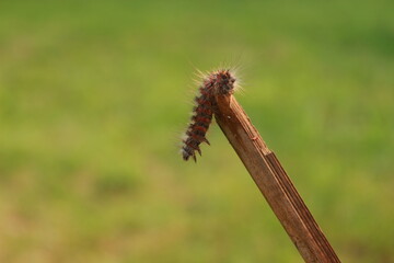 close up of a caterpillar