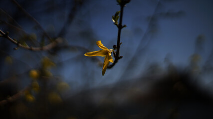 autumn leaves in the sky