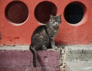 cat on the wall