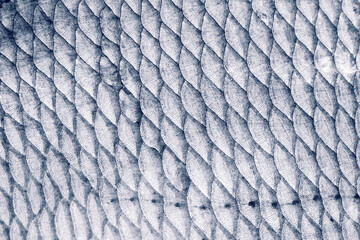 Bream fish scales, toned © Kondor83