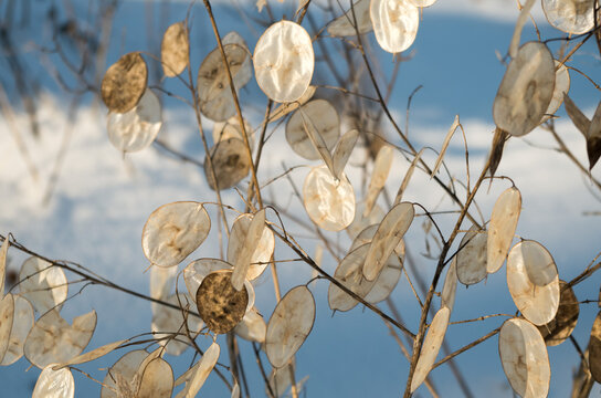 Annual Honesty in the Wind