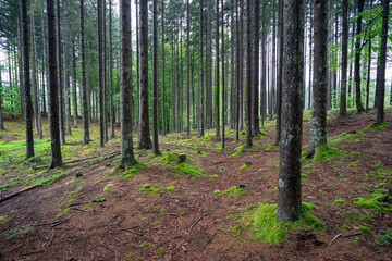 Obraz premium Sprouce trees with moss on the ground on Mežaklja, Slovenia