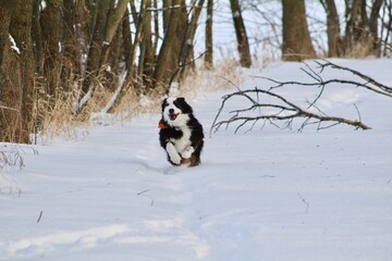 Black Australian Shepherd running in the snow in the woods