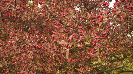 The decorative apple tree buds in red in a scenic close-up view. A spring season beautiful landscape in the garden with apple branches in buds before flowering. May month springtime scene.