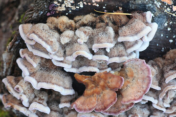 Chondrostereum purpureum, commonly known as the silverleaf fungus, used as a biological control agent for stump sprouting
