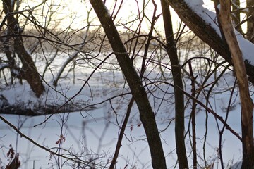 Branches and Trees with Snow Winter Morning