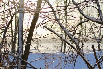 Branches and Trees with Snow Winter Morning