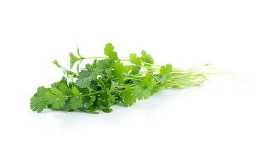 coriander isolated on white background