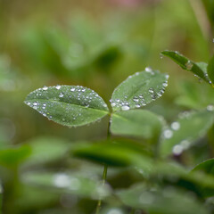 Dew drops on fresh green grass in close-up