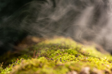 Fog in the forest, fresh morning in the forest, green moss.
