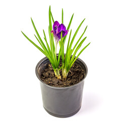 Crocus isolated on white background. Saffron in a pot