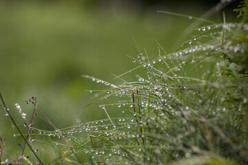 Dew drops on fresh green grass in close-up