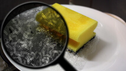 Searching for bacteria in kitchen.