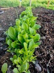 Garden greens of a lettuce