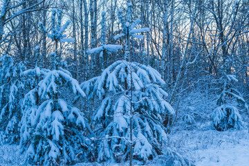 eingeschneite junge Tannen im Winter