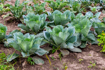 Young cabbage in the garden in sunny weather, growing cabbage