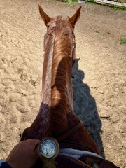 Rivers view on top of brown horse western tack
