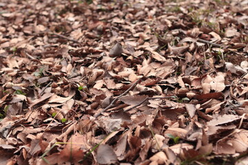 枯れ葉（落ち葉）