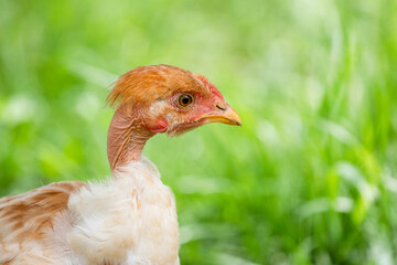 Young chicken with a bare neck in the garden on a background of green grass