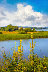 Yellow wild flowers by the river in sunny weather, summer landscape with river and picturesque white clouds in blue sky