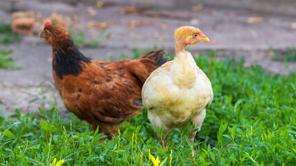 Two chickens with white and brown feathers in the garden