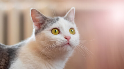 White spotted cat in the room looking up