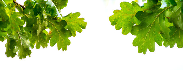 Green oak leaves on a white isolated background, panorama
