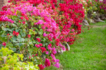Pink blooming bougainvillea on a green grass lawn
