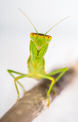 mantis