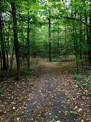 Wooded trail fall with paved path