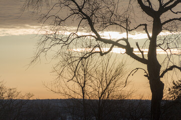 Gnarled branches against a morning sunrise