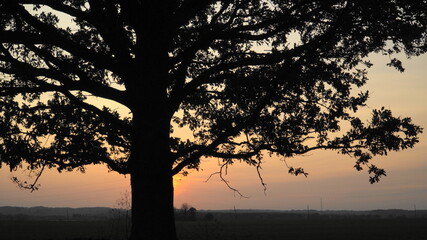 Beautiful sundown light in orange to golden hue behind the tree trunk illuminates the surroundings. Large foliage of the lonely big oak tree - the great, dark silhouette on sunset sky background.
